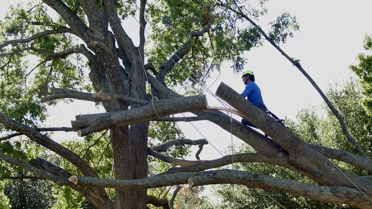 Professional Hazardous Tree Removal performed by certified arborists in Blain