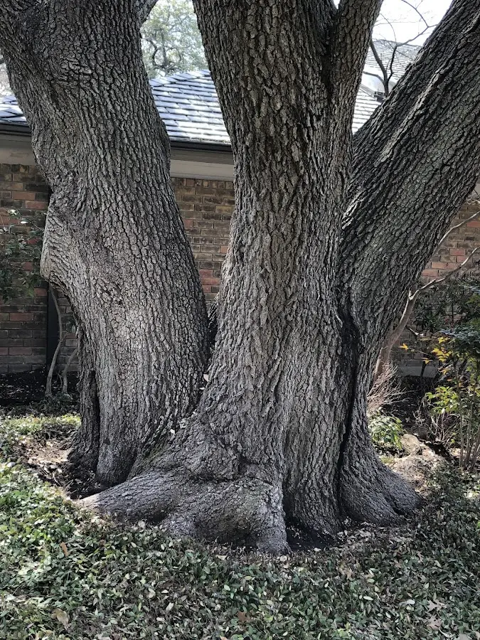 Mature heritage tree close to a Blain property cared for by certified arborists