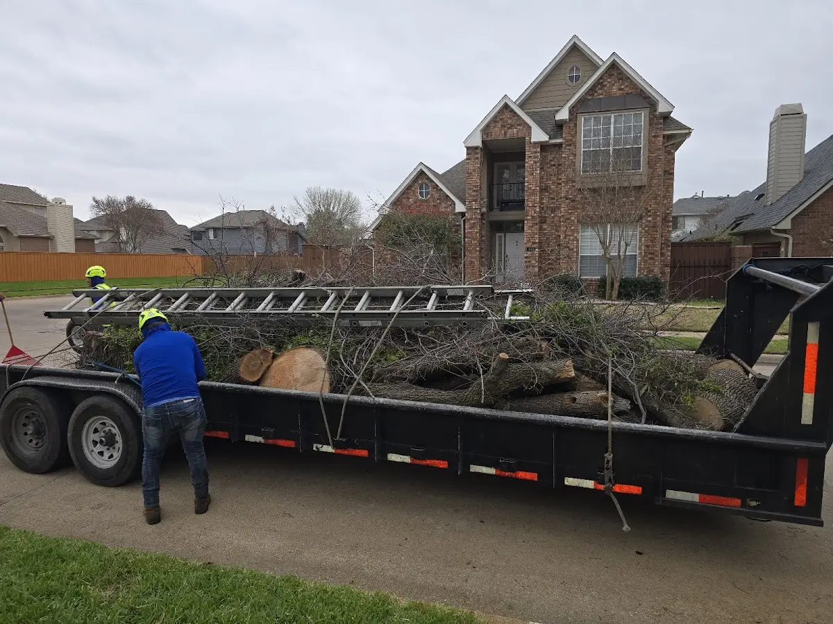 Expert Tree Pest Control with proper safety equipment in Blain